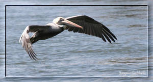 Flight of A Pelican