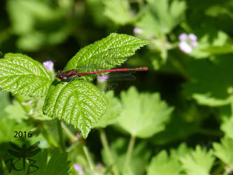 Pyrrhosoma nymphula