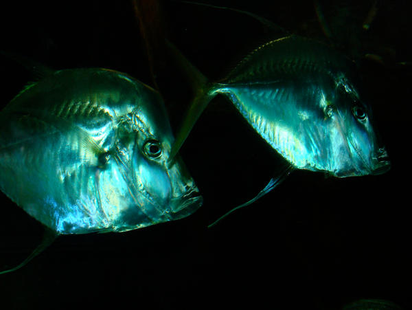 Flash Fish by Lava-Lava on DeviantArt