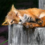 Sleeping Fox7