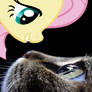 Cat - Fluttershy