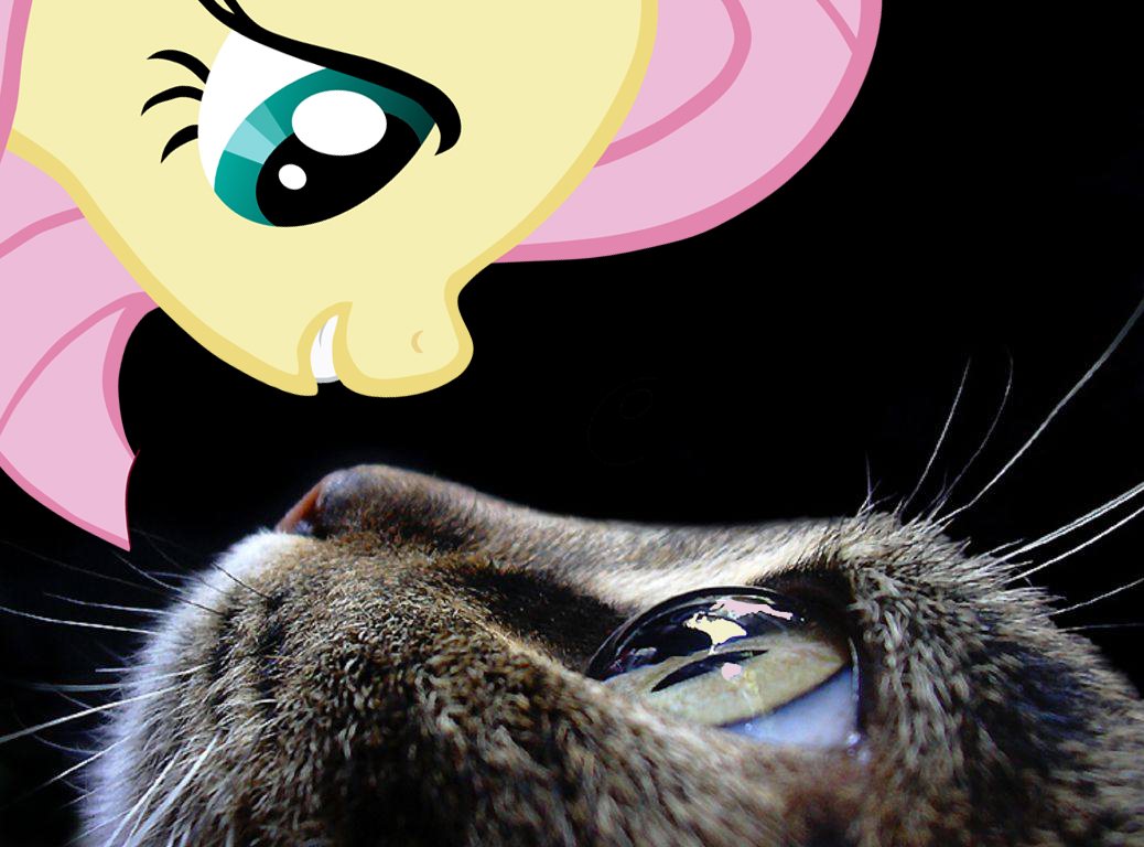 Cat - Fluttershy