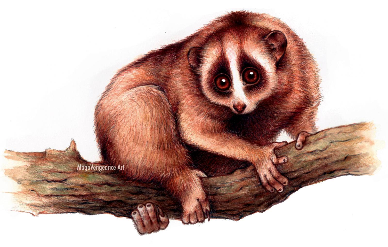 Slow Loris - Nycticebus Pygmaeus - SpeedPainting