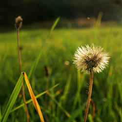 dandelion