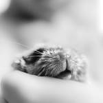 hammond the hamster by ninoynine
