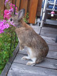 Bunny likes Flowers