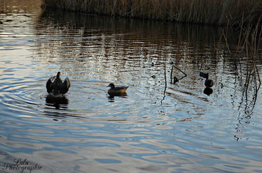 Canards