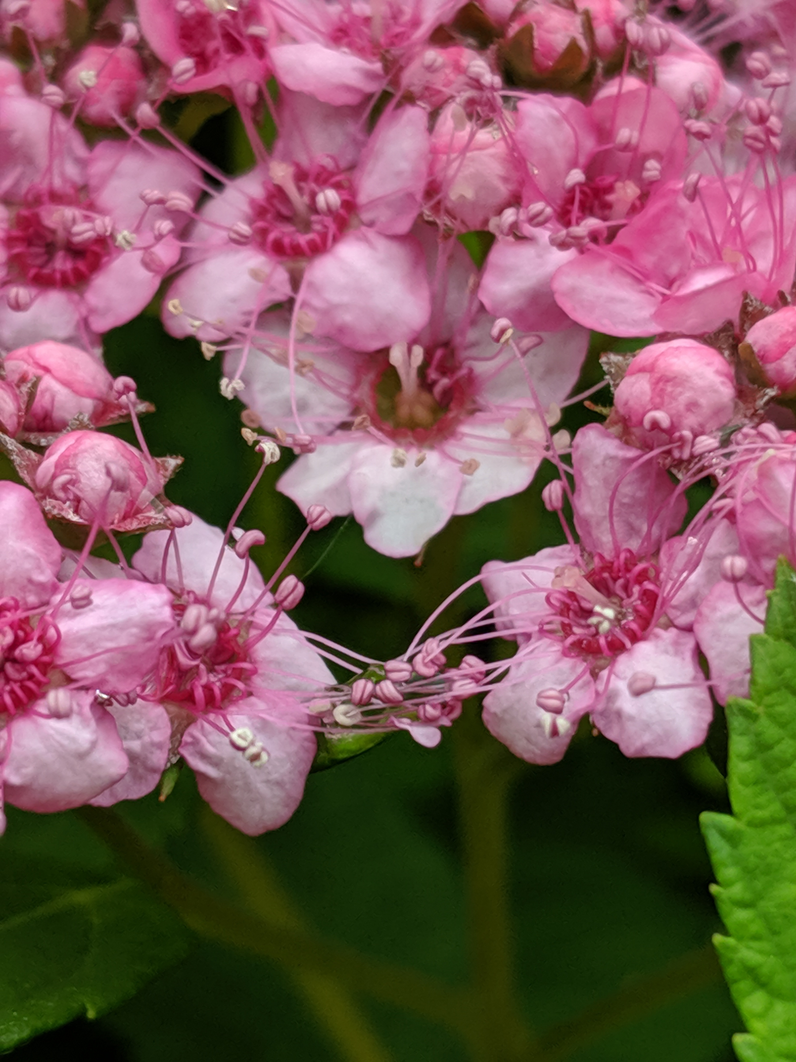 pink flowers