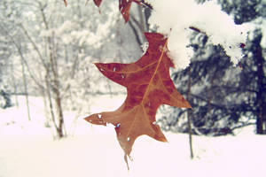 Snow Leaf