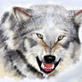 Snarling Wolf in snow