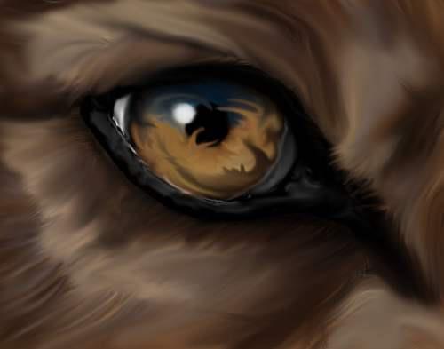 Wolf Eye