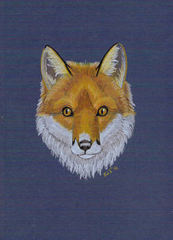 Sketch - Red Fox