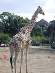 Giraffe