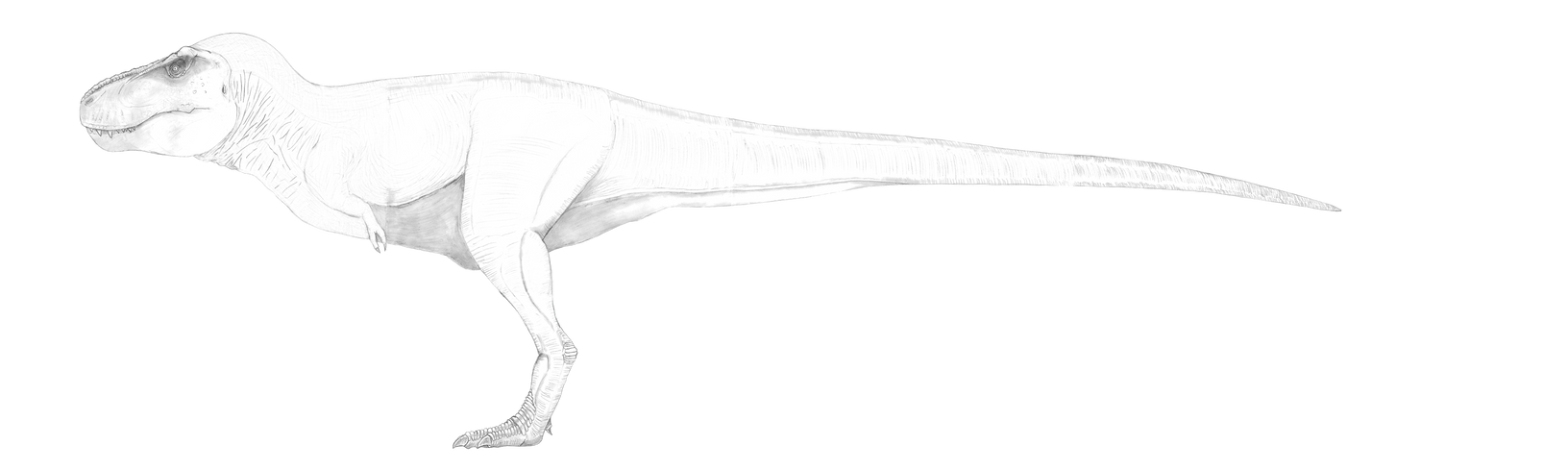 Tyrannosaurus Rex 2# (Male) by fieljare144 on DeviantArt Tyrannosaurus Rex 2# (Male) by fieljare144 on DeviantArt