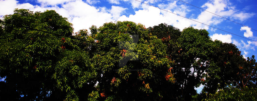 Mango Tree