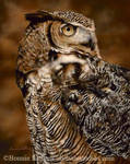 Keeping Watch-Great Horned Owl by bonnielatham