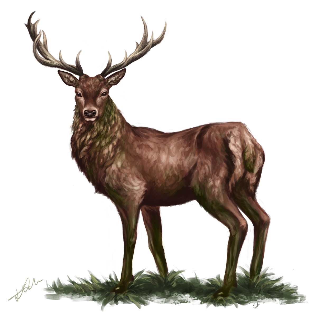 Deer in Brown and Green