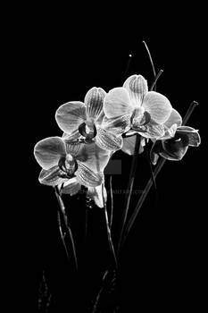 orchid_2