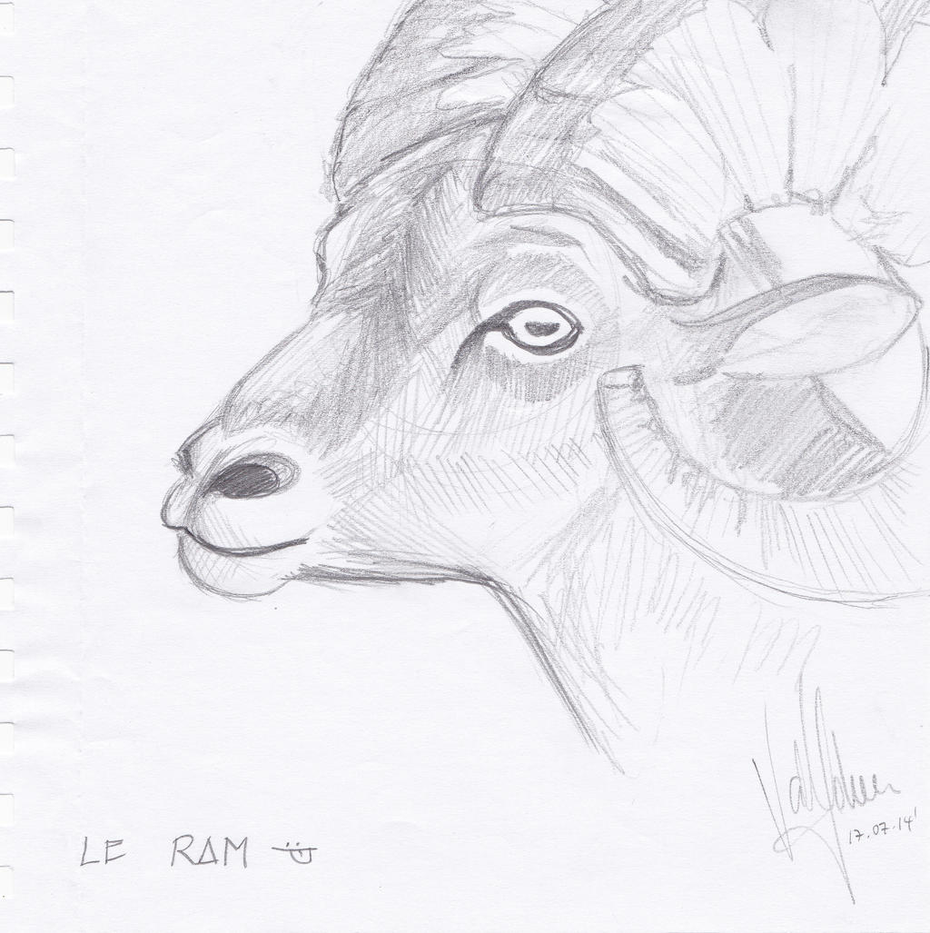 A simple Ram by laveejay on DeviantArt