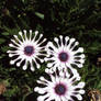 Cape Daisy 2