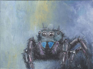 Jumping Spider