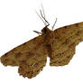 Moth 01