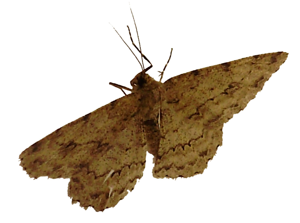 Moth 01