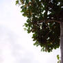 Tree from the Bottom