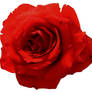 A Rose 01