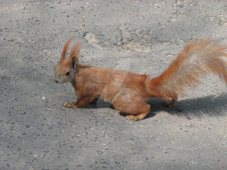 ginger squirrel