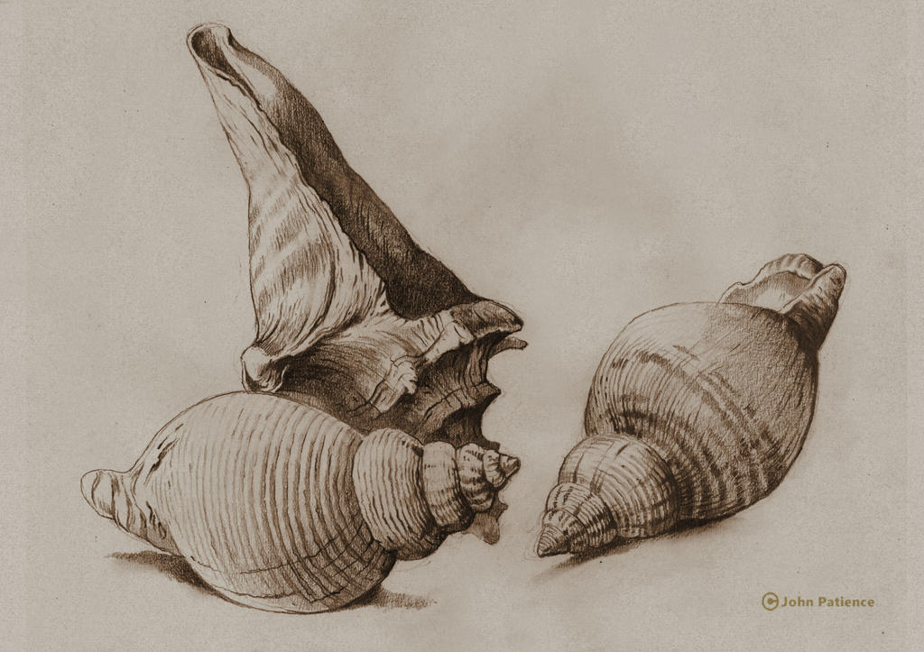 Shells by JohnPatience on DeviantArt