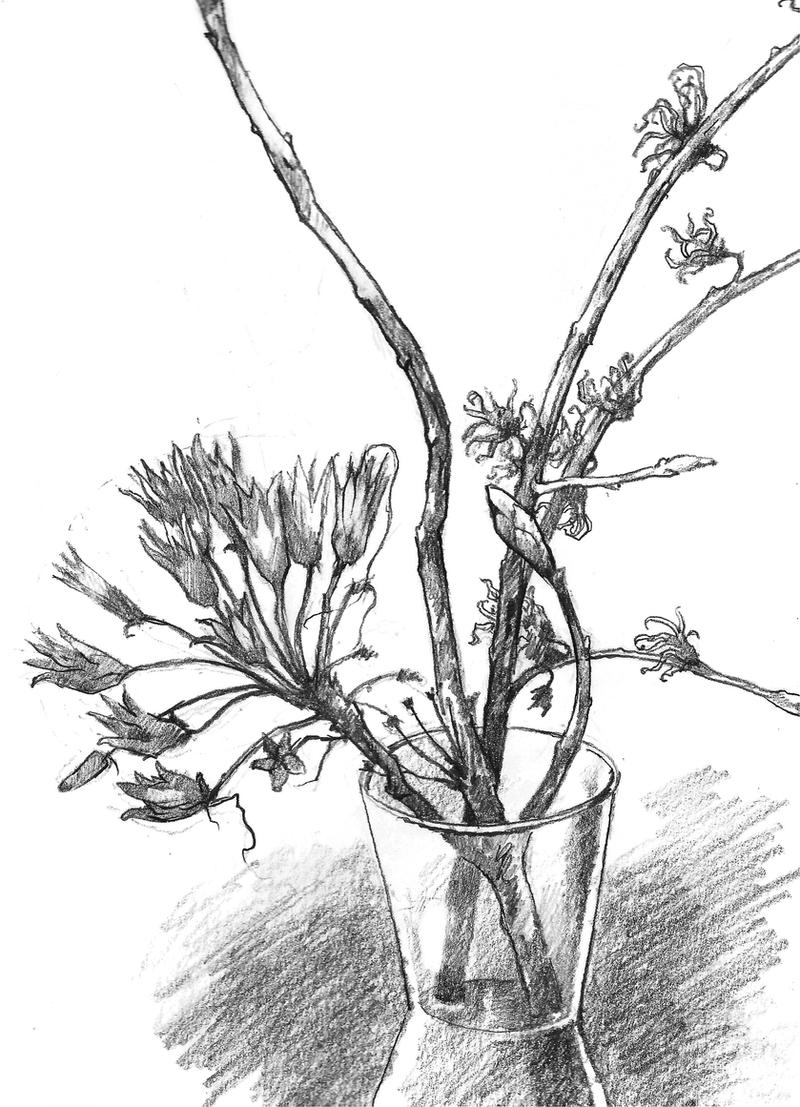 Plant Deviantart PLANT DRAWING 2 by JohnPatience on DeviantArt