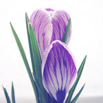 Crocus by xmagdax