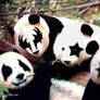 The Pandas got to my Makeup