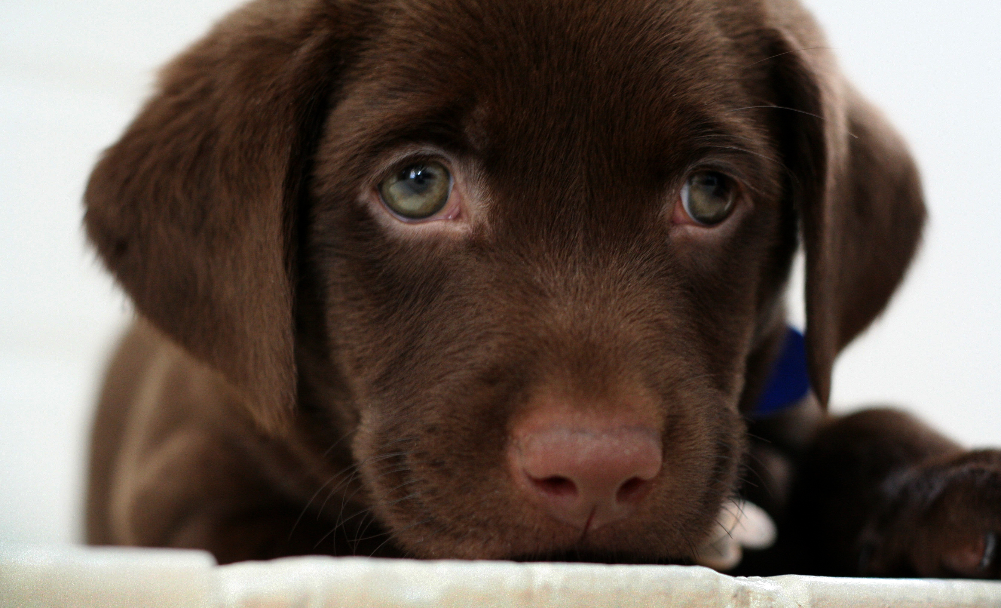 Chocolate lab puppy