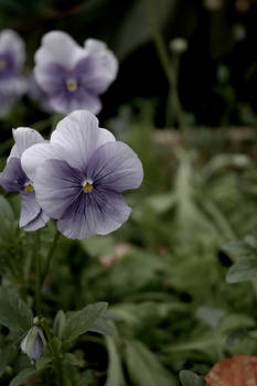 Purple Flowers 2