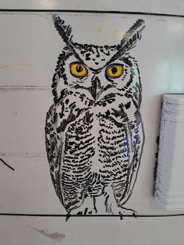 Whiteboard Owl.