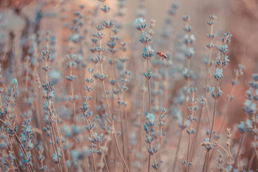 Of lavender, tiny bee and rose gold