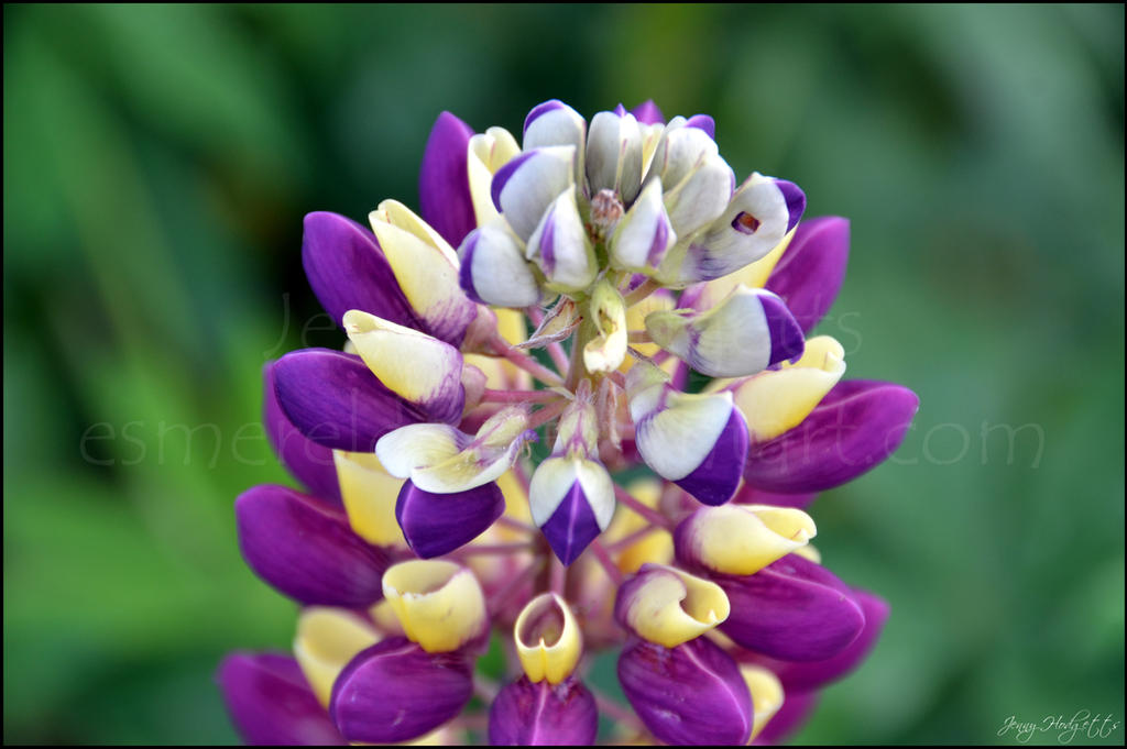 Vibrant Flower by Esmerelde