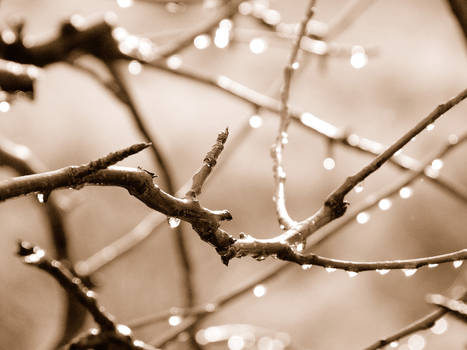 Rain drops on a Pear Tree