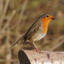 Erithacus-rubecula-Robin-02