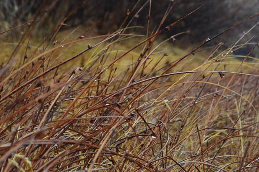 Bruenau Dunes State Park 20