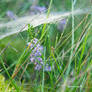 Heather and spiderweb