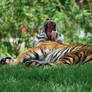 Yawning Tiger.