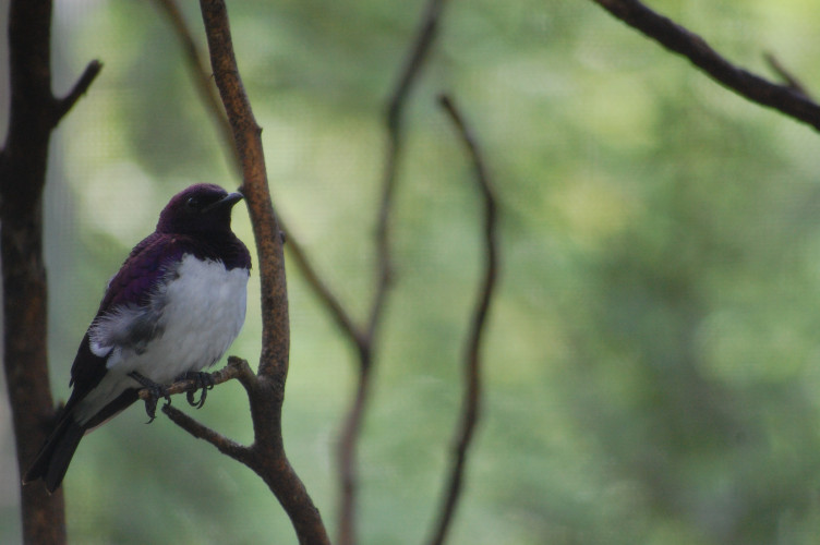 Purple Bird