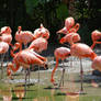 Flamingos