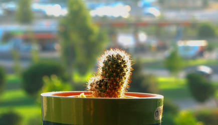 'Jonny', The Cactus :D