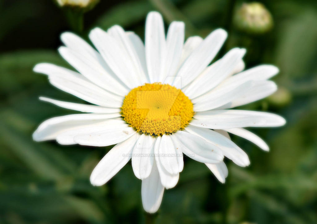 Common Daisy by PhotoWriter87 on DeviantArt