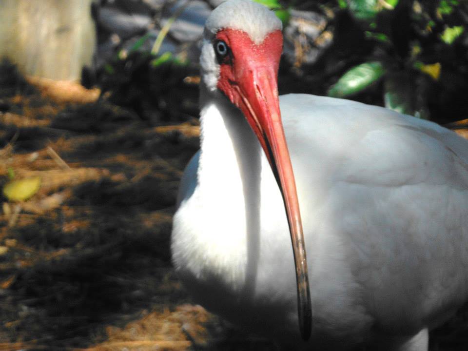 White Ibis