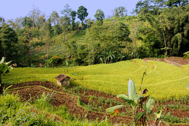 Rice Field